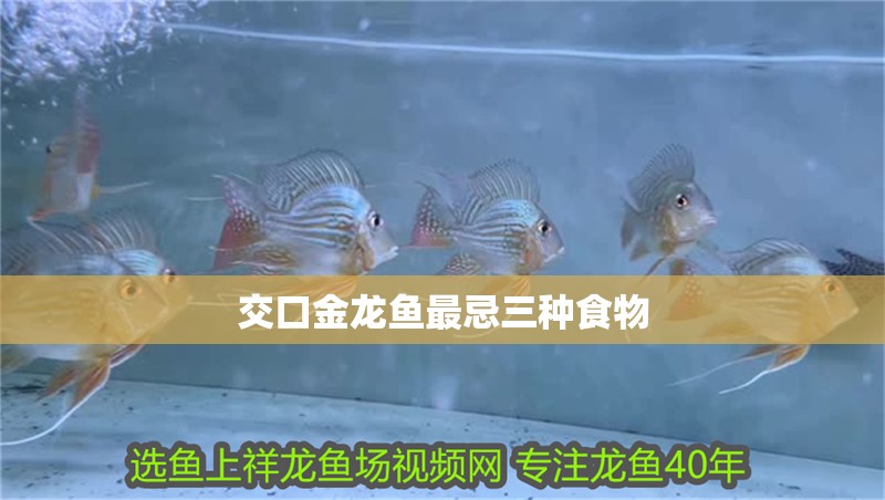 交口金龍魚最忌三種食物