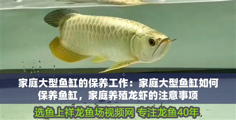 家庭大型魚缸的保養工作：家庭大型魚缸如何保養魚缸，家庭養殖龍蝦的注意事項
