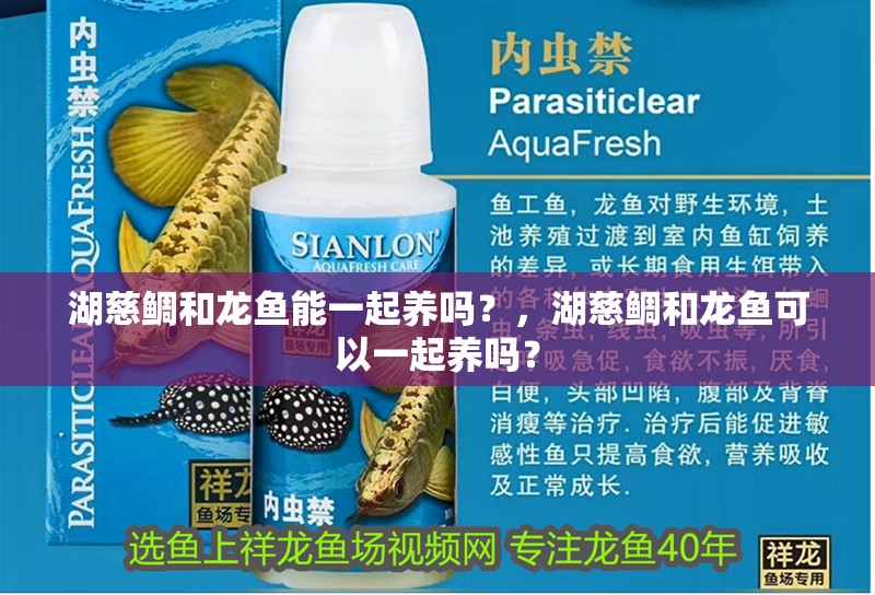 湖慈鯛和龍魚能一起養嗎？，湖慈鯛和龍魚可以一起養嗎？