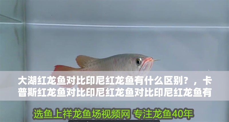 大湖紅龍魚對比印尼紅龍魚有什么區別？，卡普斯紅龍魚對比印尼紅龍魚對比印尼紅龍魚有什么區別 大湖紅龍魚對比印尼紅龍魚有什么區別？，卡普斯紅龍魚對比印尼紅龍魚對比印尼紅龍魚有什么區別 觀賞魚百科 第2張
