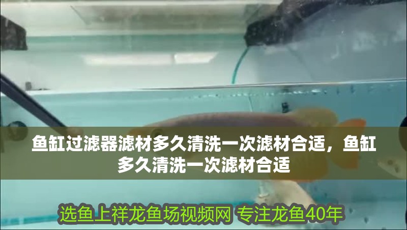 魚缸過濾器濾材多久清洗一次濾材合適，魚缸多久清洗一次濾材合適