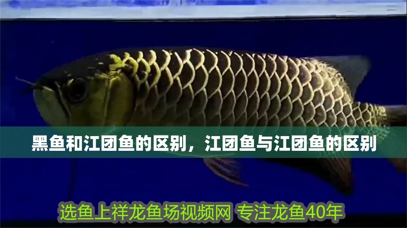 黑魚和江團(tuán)魚的區(qū)別，江團(tuán)魚與江團(tuán)魚的區(qū)別