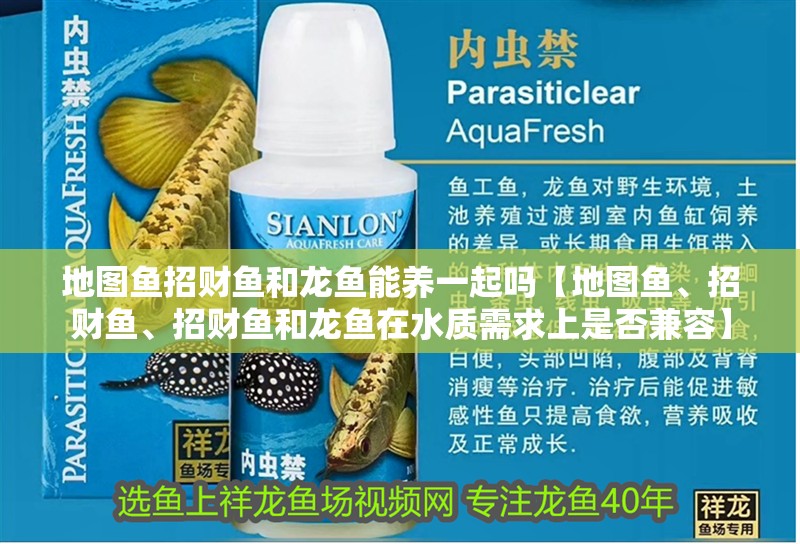 地圖魚招財魚和龍魚能養一起嗎【地圖魚、招財魚、招財魚和龍魚在水質需求上是否兼容】