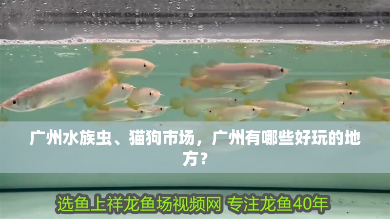 廣州水族蟲(chóng)、貓狗市場(chǎng)，廣州有哪些好玩的地方？
