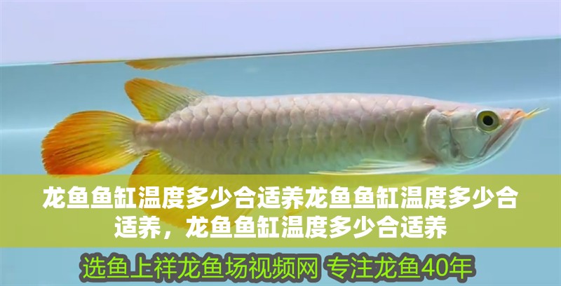 龍魚魚缸溫度多少合適養龍魚魚缸溫度多少合適養，龍魚魚缸溫度多少合適養 龍魚魚缸溫度多少合適養龍魚魚缸溫度多少合適養，龍魚魚缸溫度多少合適養 觀賞魚百科 第2張