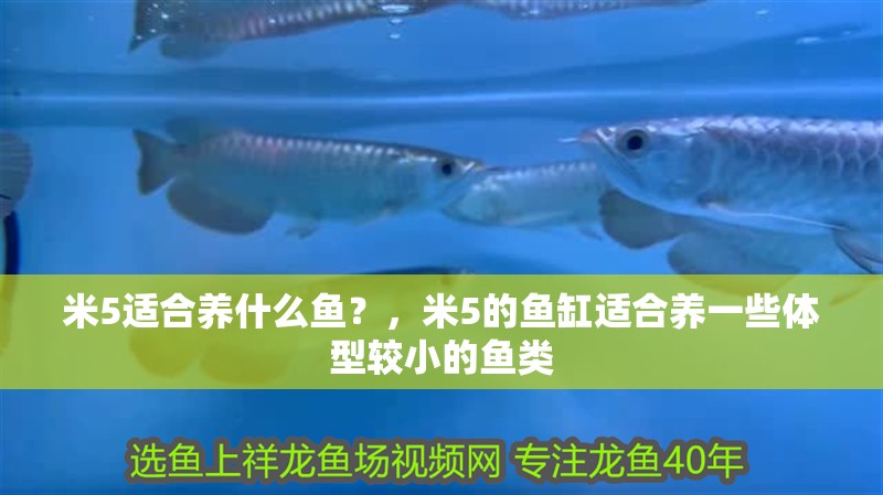 米5適合養什么魚？，米5的魚缸適合養一些體型較小的魚類