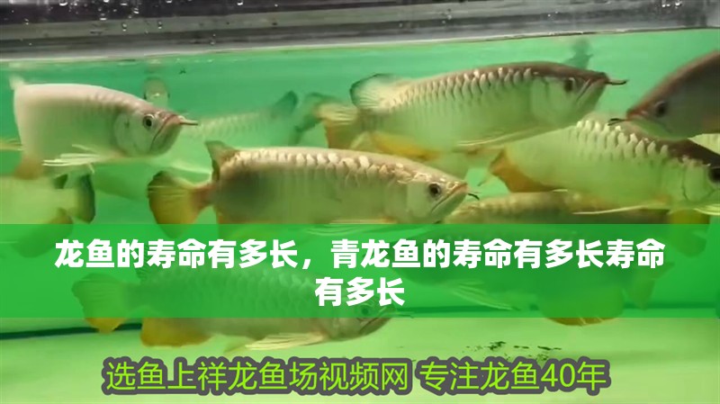龍魚的壽命有多長，青龍魚的壽命有多長壽命有多長