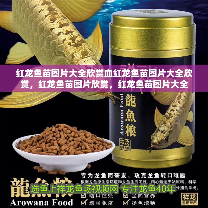 紅龍魚苗圖片大全欣賞血紅龍魚苗圖片大全欣賞，紅龍魚苗圖片欣賞，紅龍魚苗圖片大全