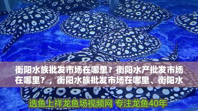衡陽水族批發市場在哪里？衡陽水產批發市場在哪里？，衡陽水族批發市場在哪里、衡陽水產批發市場在哪里 衡陽水族批發市場在哪里？衡陽水產批發市場在哪里？，衡陽水族批發市場在哪里、衡陽水產批發市場在哪里 觀賞魚百科 第2張