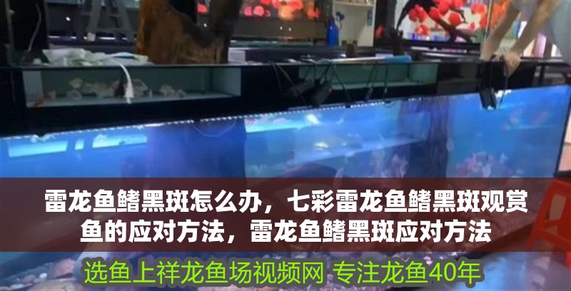 雷龍魚(yú)鰭黑斑怎么辦，七彩雷龍魚(yú)鰭黑斑觀賞魚(yú)的應(yīng)對(duì)方法，雷龍魚(yú)鰭黑斑應(yīng)對(duì)方法