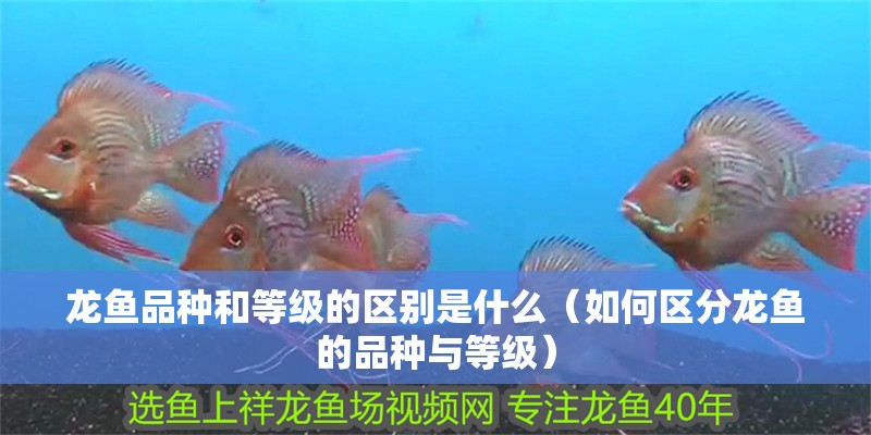 龍魚品種和等級的區別是什么（如何區分龍魚的品種與等級）