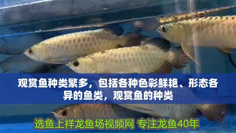 觀賞魚種類繁多，包括各種色彩鮮艷、形態(tài)各異的魚類，觀賞魚的種類 觀賞魚種類繁多，包括各種色彩鮮艷、形態(tài)各異的魚類，觀賞魚的種類 觀賞魚百科 第4張