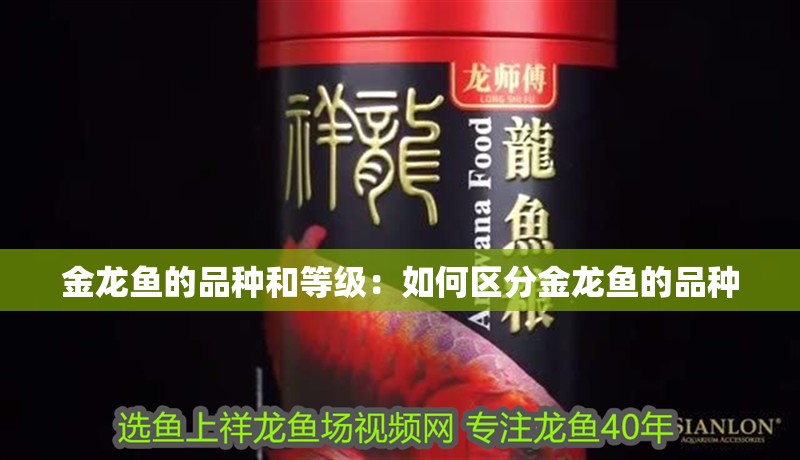 金龍魚的品種和等級：如何區分金龍魚的品種