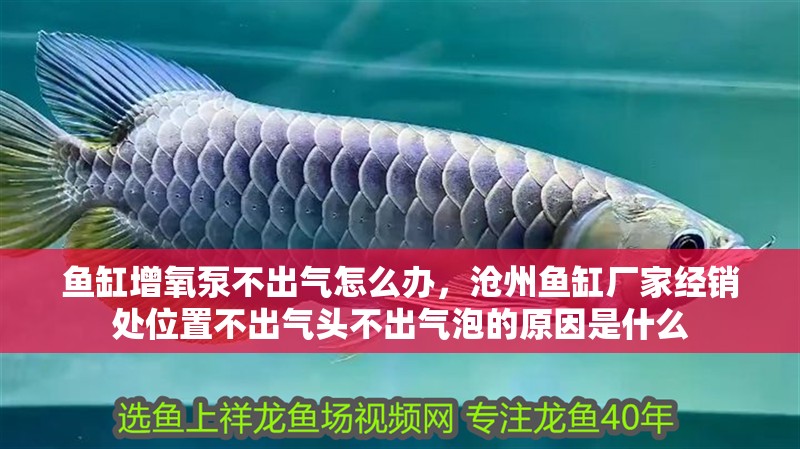 魚缸增氧泵不出氣怎么辦，滄州魚缸廠家經(jīng)銷處位置不出氣頭不出氣泡的原因是什么