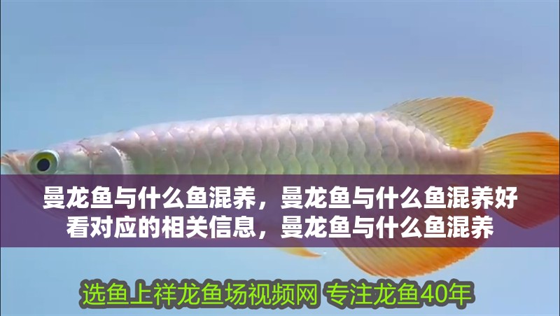 曼龍魚與什么魚混養，曼龍魚與什么魚混養好看對應的相關信息，曼龍魚與什么魚混養