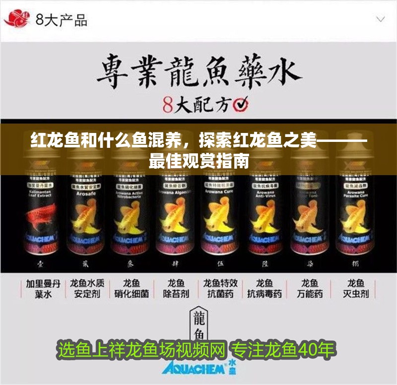 紅龍魚和什么魚混養，探索紅龍魚之美———最佳觀賞指南