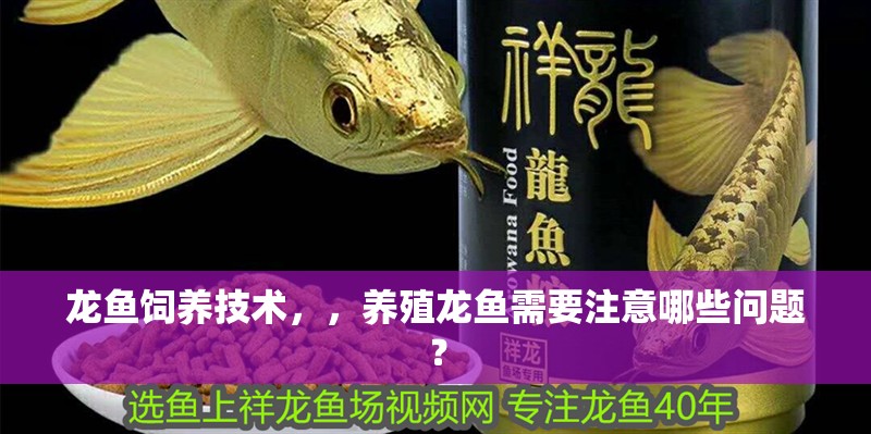 龍魚飼養技術，，養殖龍魚需要注意哪些問題？