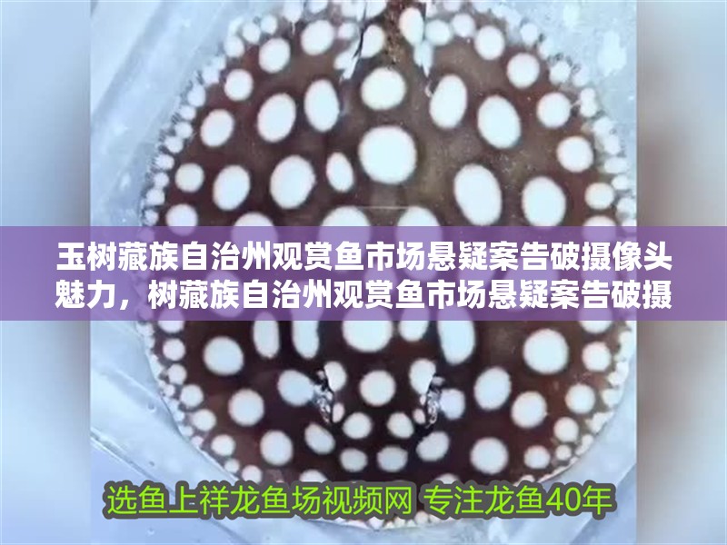 玉樹藏族自治州觀賞魚市場懸疑案告破攝像頭魅力，樹藏族自治州觀賞魚市場懸疑案告破攝像頭的魅力