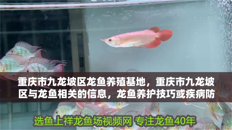 重慶市九龍坡區龍魚養殖基地,重慶市九龍坡區與龍魚相關的信息,龍魚養護技巧或疾病防治 觀賞魚百科 第7張 重慶市九龍坡區龍魚養殖基地,重慶市九龍坡區與龍魚相關的信息,龍魚養護技巧或疾病防治 重慶市九龍坡區龍魚養殖基地,重慶市九龍坡區與龍魚相關的信息,龍魚養護技巧或疾病防治 觀賞魚百科 第7張