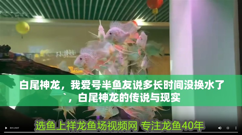 白尾神龍，我愛號(hào)半魚友說(shuō)多長(zhǎng)時(shí)間沒換水了`，白尾神龍的傳說(shuō)與現(xiàn)實(shí)