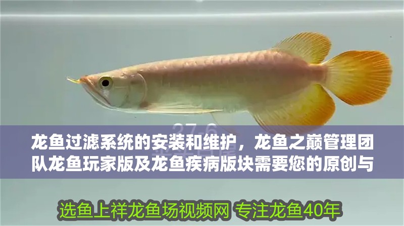 龍魚過濾系統的安裝和維護，龍魚之巔管理團隊龍魚玩家版及龍魚疾病版塊需要您的原創與原創