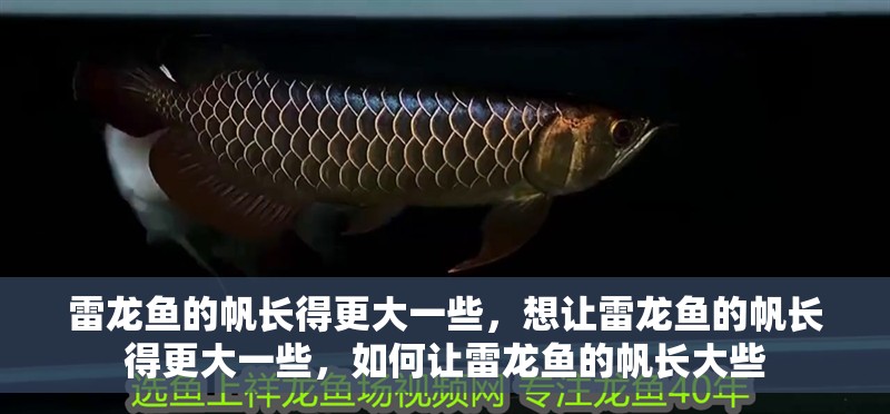 雷龍魚的帆長得更大一些，想讓雷龍魚的帆長得更大一些，如何讓雷龍魚的帆長大些