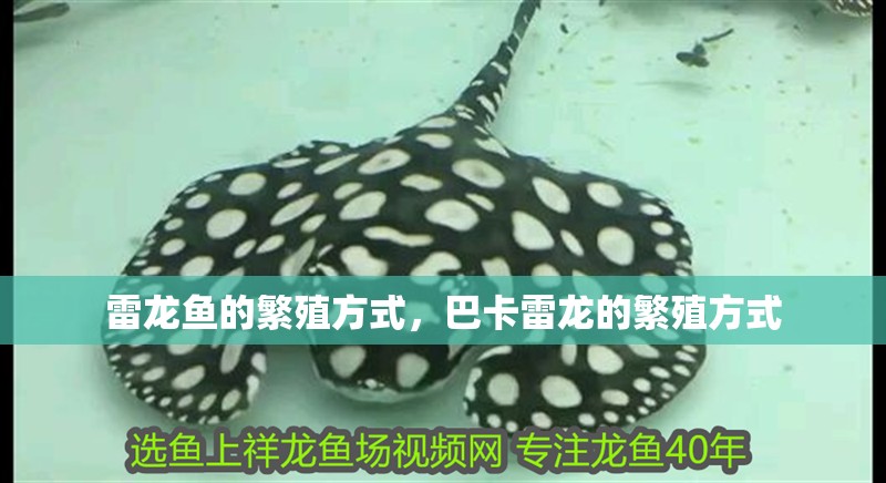 雷龍魚的繁殖方式，巴卡雷龍的繁殖方式