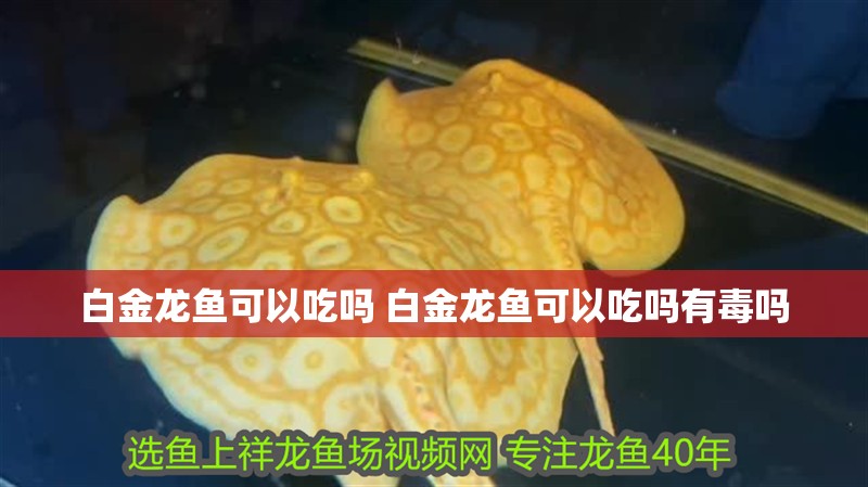 白金龍魚可以吃嗎 白金龍魚可以吃嗎有毒嗎