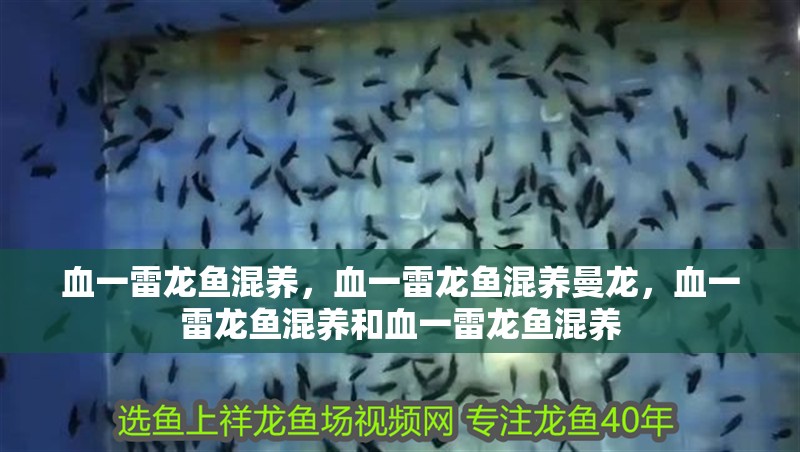 血一雷龍魚混養，血一雷龍魚混養曼龍，血一雷龍魚混養和血一雷龍魚混養
