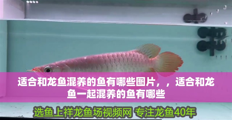 適合和龍魚混養(yǎng)的魚有哪些圖片，，適合和龍魚一起混養(yǎng)的魚有哪些