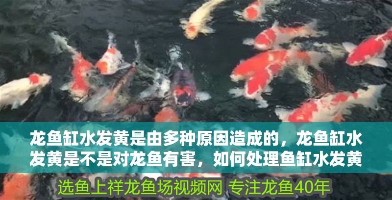 龍魚缸水發(fā)黃是由多種原因造成的，龍魚缸水發(fā)黃是不是對(duì)龍魚有害，如何處理魚缸水發(fā)黃的問題