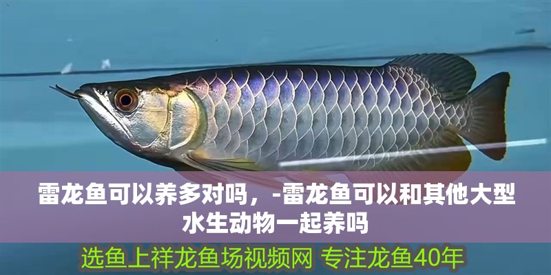 雷龍魚(yú)可以養(yǎng)多對(duì)嗎，-雷龍魚(yú)可以和其他大型水生動(dòng)物一起養(yǎng)嗎 雷龍魚(yú)可以養(yǎng)多對(duì)嗎，-雷龍魚(yú)可以和其他大型水生動(dòng)物一起養(yǎng)嗎 觀賞魚(yú)百科 第2張