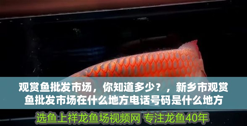 觀賞魚批發(fā)市場，你知道多少？，新鄉(xiāng)市觀賞魚批發(fā)市場在什么地方電話號碼是什么地方