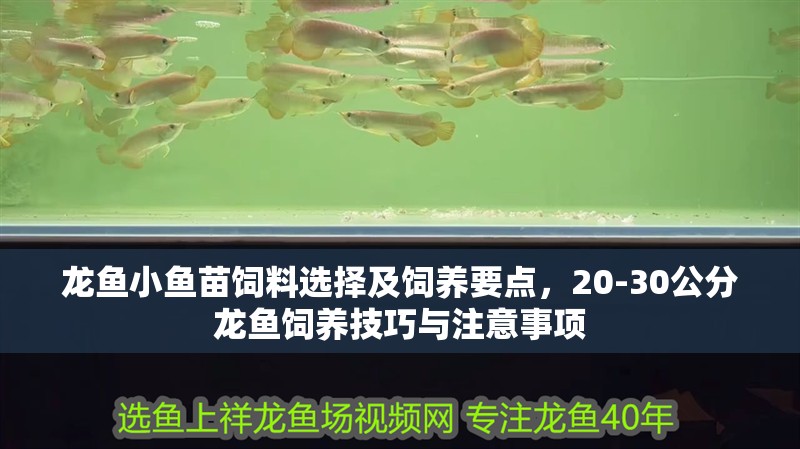 龍魚小魚苗飼料選擇及飼養要點，20-30公分龍魚飼養技巧與注意事項 龍魚小魚苗飼料選擇及飼養要點，20-30公分龍魚飼養技巧與注意事項 觀賞魚百科 第8張