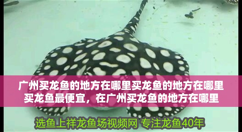 廣州買龍魚的地方在哪里買龍魚的地方在哪里買龍魚最便宜，在廣州買龍魚的地方在哪里