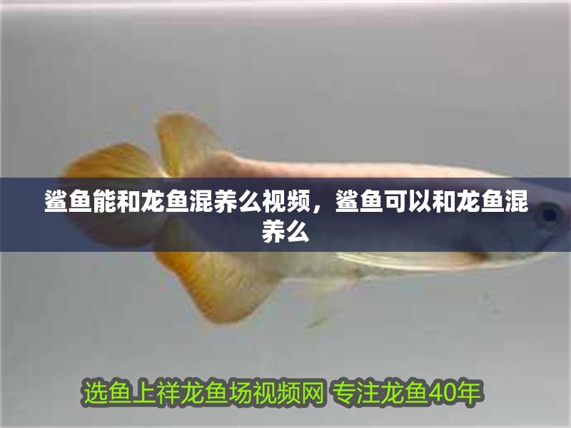 鯊魚能和龍魚混養么視頻，鯊魚可以和龍魚混養么