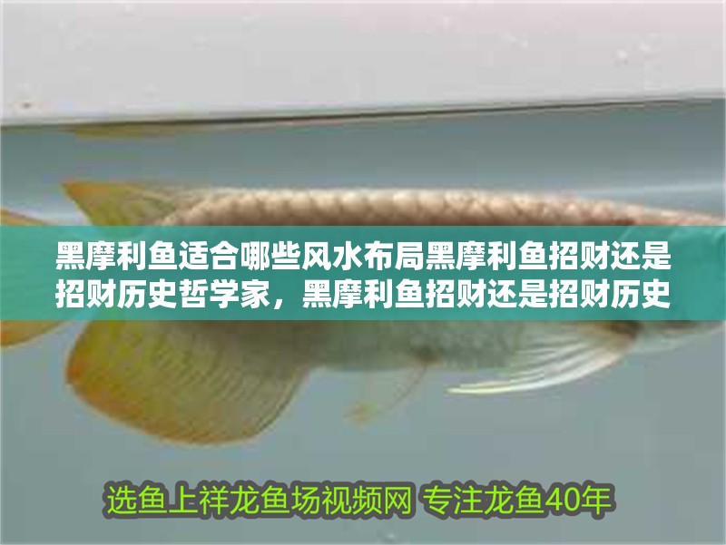 黑摩利魚適合哪些風水布局黑摩利魚招財還是招財歷史哲學家，黑摩利魚招財還是招財歷史哲學家