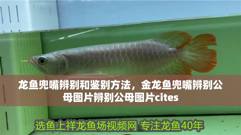 龍魚兜嘴辨別和鑒別方法，金龍魚兜嘴辨別公母圖片辨別公母圖片cites