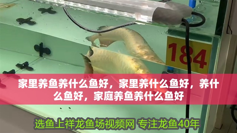 家里養(yǎng)魚養(yǎng)什么魚好，家里養(yǎng)什么魚好，養(yǎng)什么魚好，家庭養(yǎng)魚養(yǎng)什么魚好