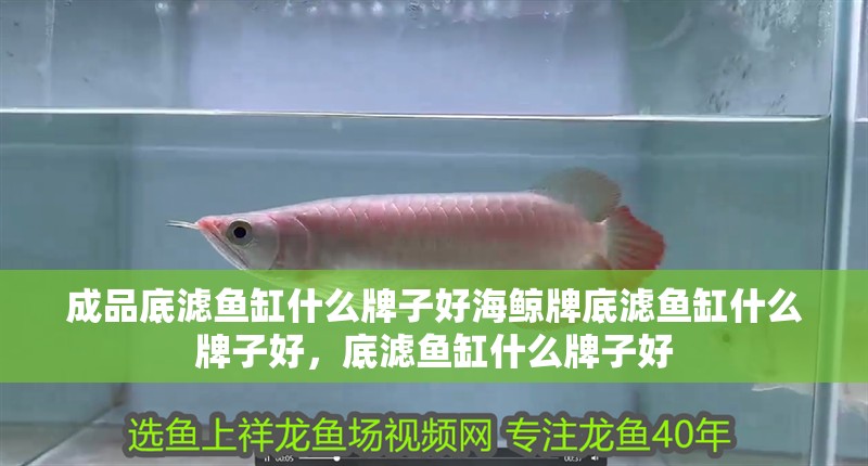 成品底濾魚缸什么牌子好海鯨牌底濾魚缸什么牌子好，底濾魚缸什么牌子好