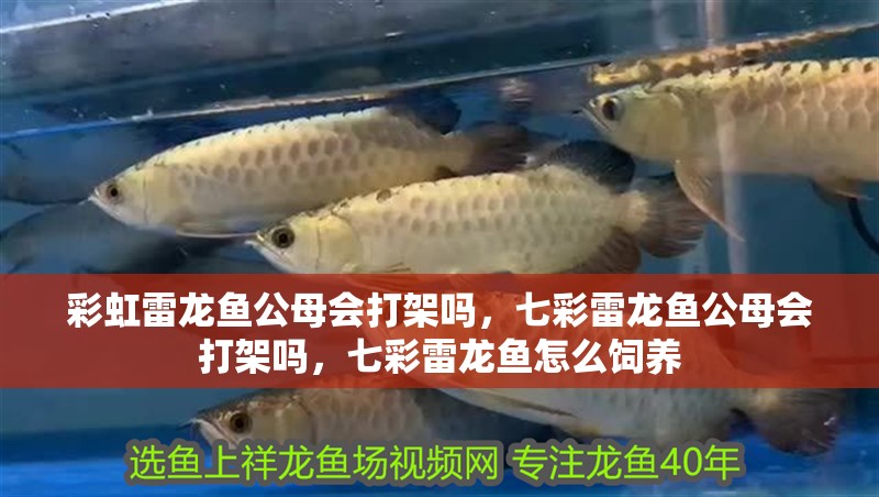 彩虹雷龍魚公母會打架嗎，七彩雷龍魚公母會打架嗎，七彩雷龍魚怎么飼養(yǎng)