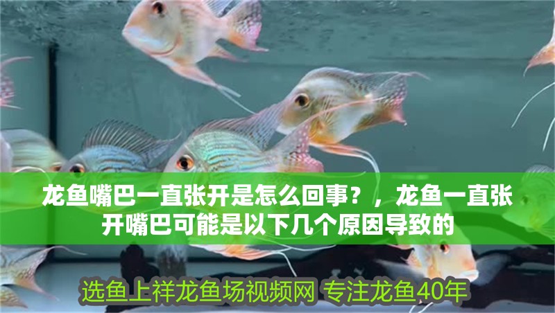 龍魚嘴巴一直張開是怎么回事？，龍魚一直張開嘴巴可能是以下幾個(gè)原因?qū)е碌? title=