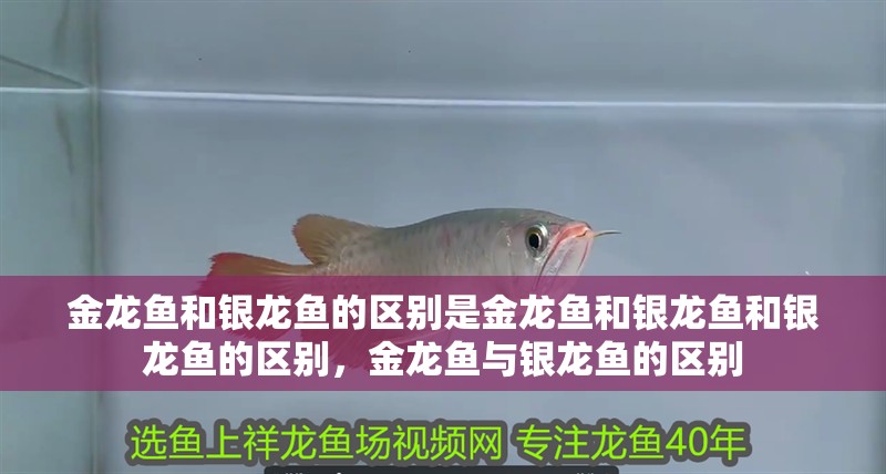 金龍魚和銀龍魚的區(qū)別是金龍魚和銀龍魚和銀龍魚的區(qū)別，金龍魚與銀龍魚的區(qū)別