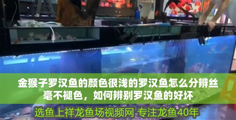 金猴子羅漢魚的顏色很淺的羅漢魚怎么分辨絲毫不褪色，如何辨別羅漢魚的好壞