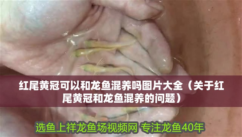 紅尾黃冠可以和龍魚(yú)混養(yǎng)嗎圖片大全（關(guān)于紅尾黃冠和龍魚(yú)混養(yǎng)的問(wèn)題）