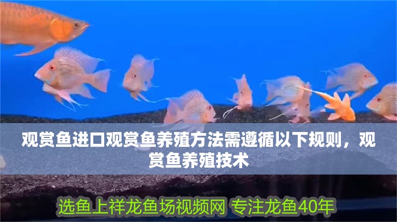 觀賞魚進口觀賞魚養殖方法需遵循以下規則，觀賞魚養殖技術