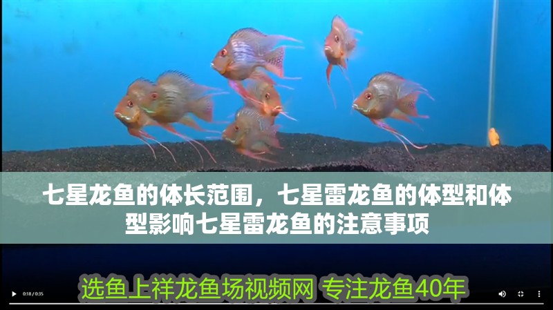 七星龍魚(yú)的體長(zhǎng)范圍，七星雷龍魚(yú)的體型和體型影響七星雷龍魚(yú)的注意事項(xiàng)