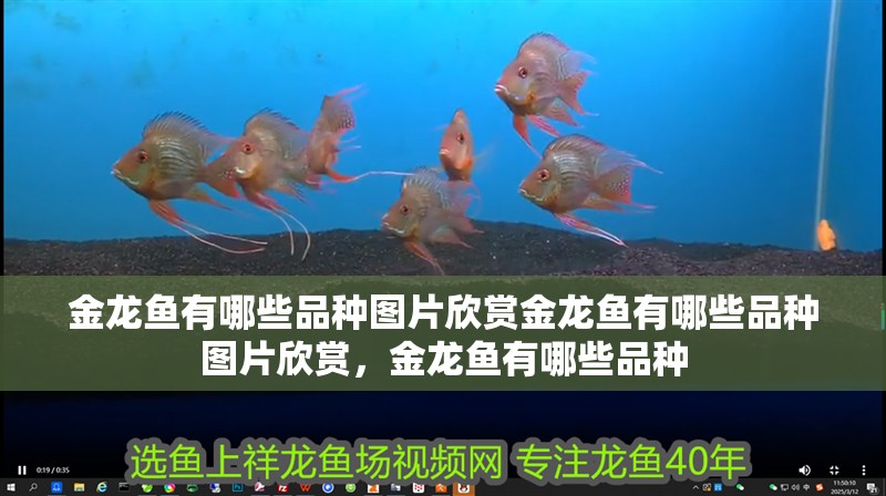 金龍魚有哪些品種圖片欣賞金龍魚有哪些品種圖片欣賞，金龍魚有哪些品種