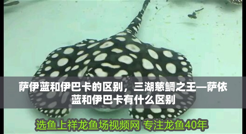 薩伊藍和伊巴卡的區別，三湖慈鯛之王—薩依藍和伊巴卡有什么區別