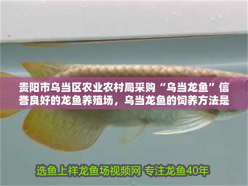 貴陽市烏當區農業農村局采購“烏當龍魚”信譽良好的龍魚養殖場，烏當龍魚的飼養方法是什么烏當龍魚的飼養方法是什么